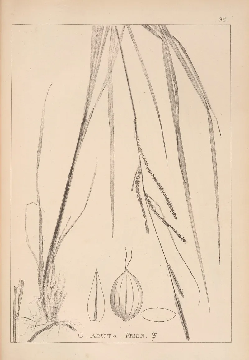 Herbier De La Flore Francaise Pl 1266 Wall Art by Louis Antoine Cusin - High-Resolution Digital Print