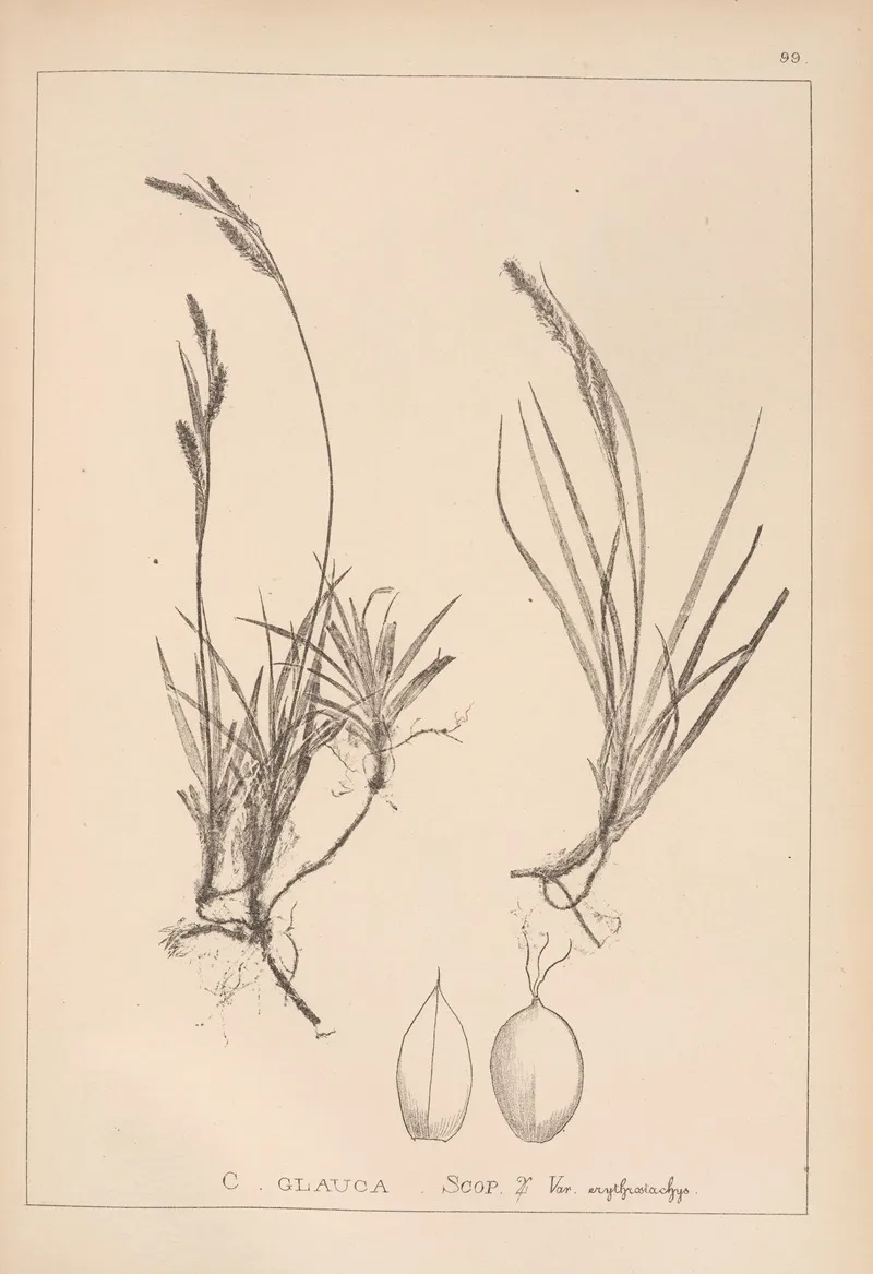 Herbier De La Flore Francaise Pl 1270 Wall Art by Louis Antoine Cusin - High-Resolution Digital Print