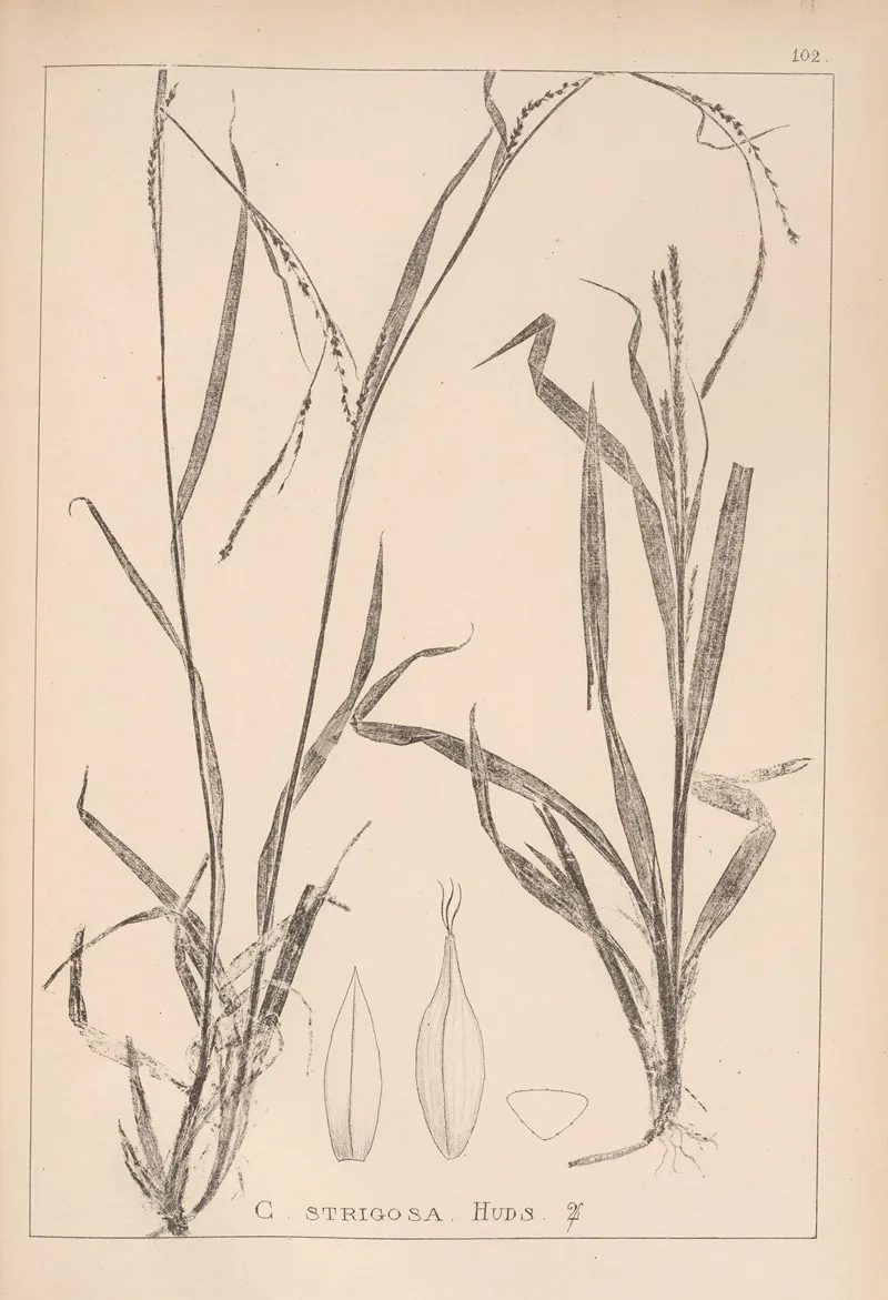 Herbier De La Flore Francaise Pl 1274 Wall Art by Louis Antoine Cusin - High-Resolution Digital Print