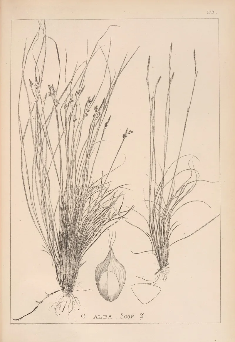 Herbier De La Flore Francaise Pl 1275 Wall Art by Louis Antoine Cusin - High-Resolution Digital Print