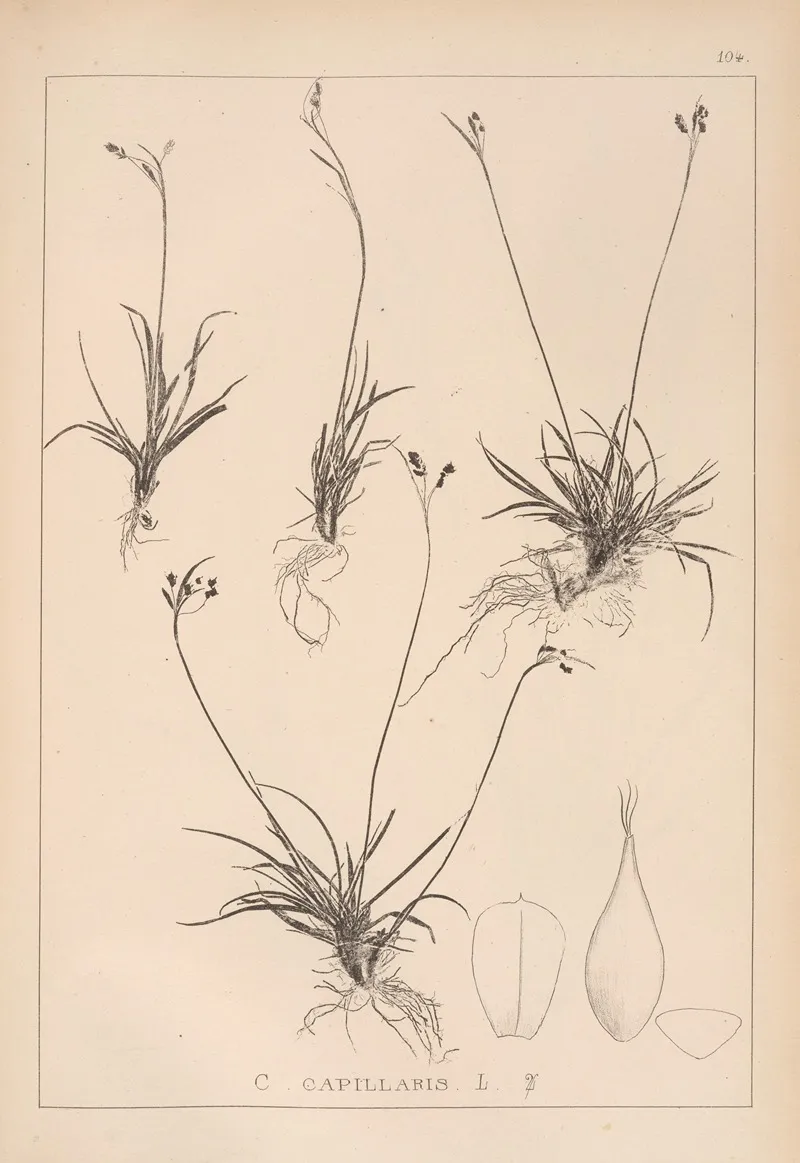 Herbier De La Flore Francaise Pl 1276 Wall Art by Louis Antoine Cusin - High-Resolution Digital Print