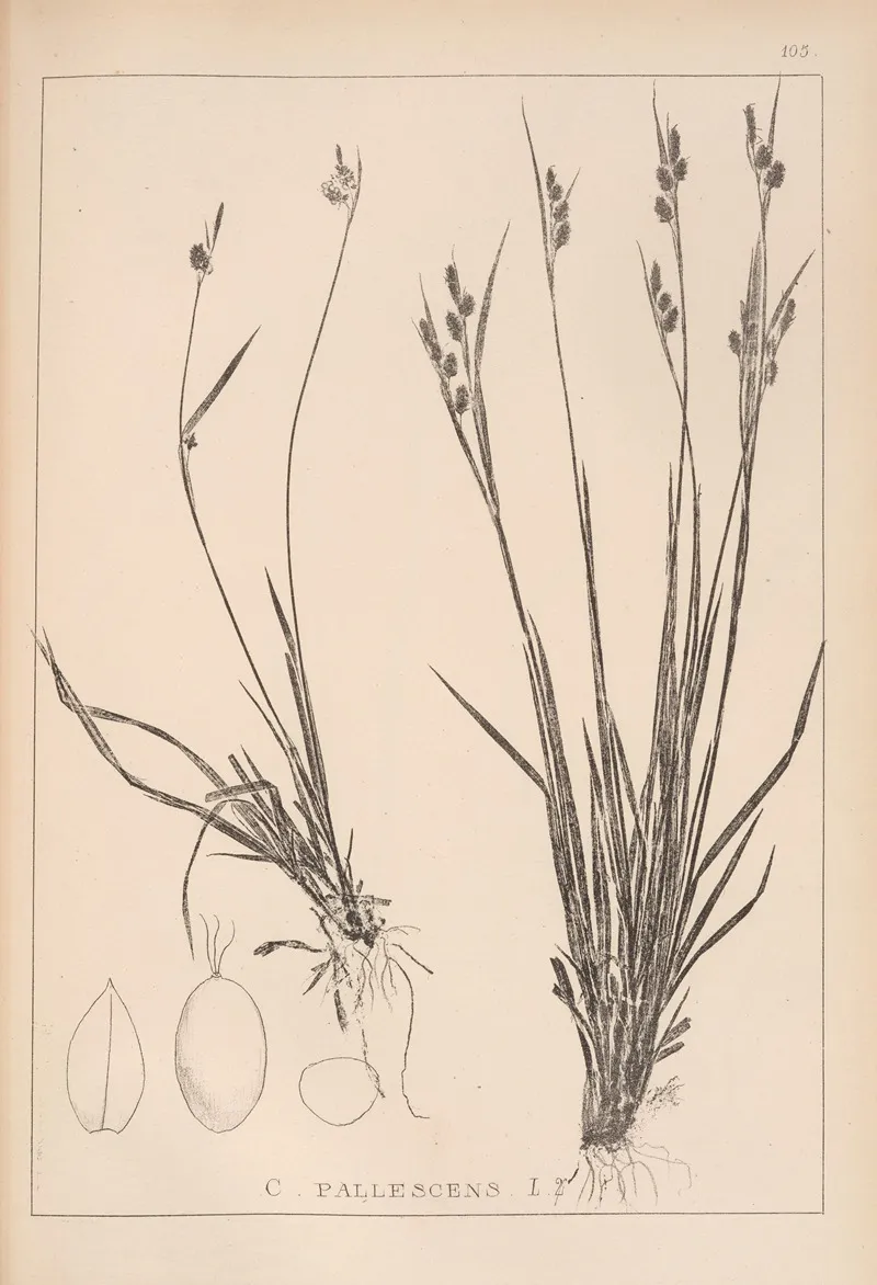 Herbier De La Flore Francaise Pl 1277 Wall Art by Louis Antoine Cusin - High-Resolution Digital Print