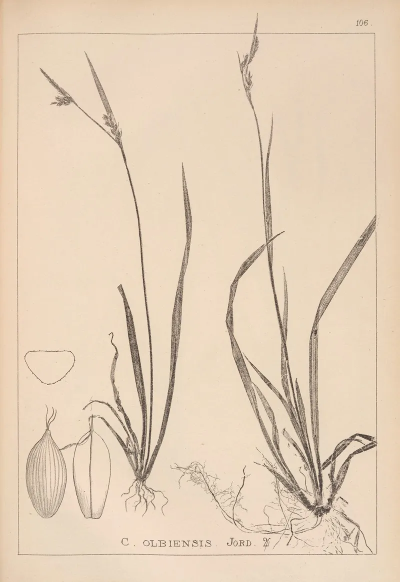 Herbier De La Flore Francaise Pl 1278 Wall Art by Louis Antoine Cusin - High-Resolution Digital Print