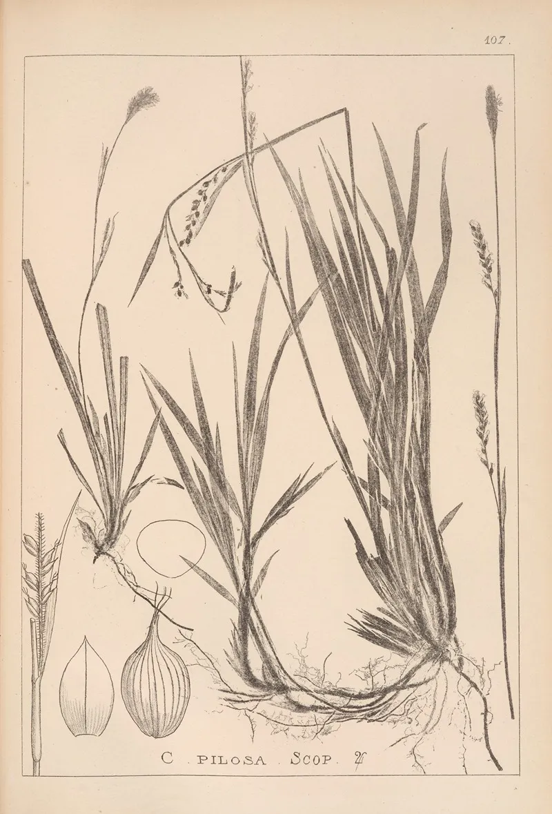 Herbier De La Flore Francaise Pl 1279 Wall Art by Louis Antoine Cusin - High-Resolution Digital Print