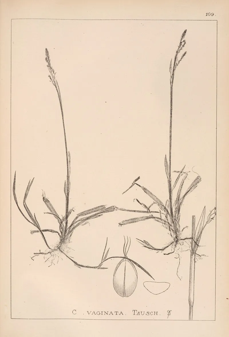 Herbier De La Flore Francaise Pl 1281 Wall Art by Louis Antoine Cusin - High-Resolution Digital Print