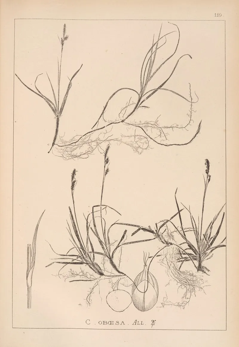 Herbier De La Flore Francaise Pl 1282 Wall Art by Louis Antoine Cusin - High-Resolution Digital Print