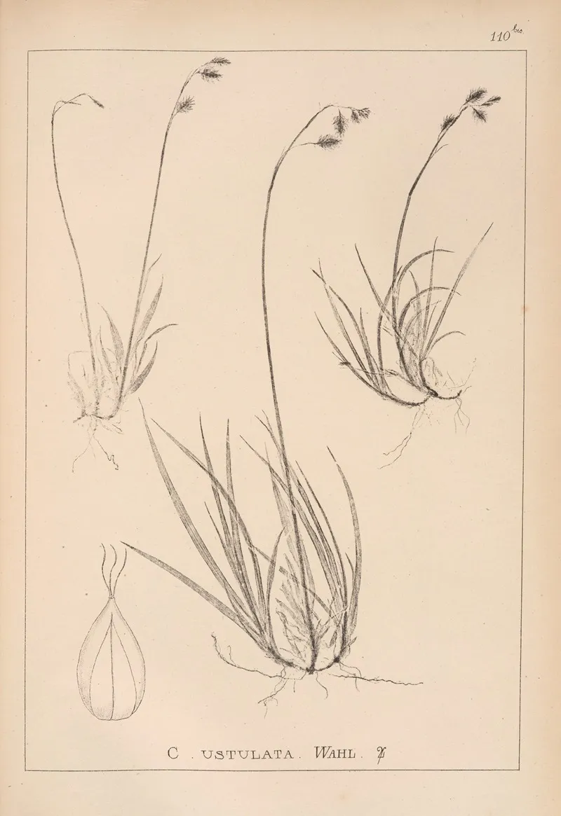 Herbier De La Flore Francaise Pl 1283 Wall Art by Louis Antoine Cusin - High-Resolution Digital Print