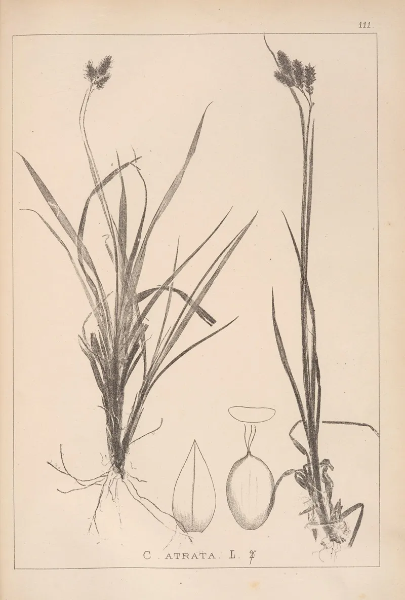 Herbier De La Flore Francaise Pl 1284 Wall Art by Louis Antoine Cusin - High-Resolution Digital Print