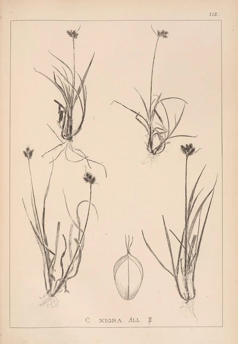 Herbier De La Flore Francaise Pl 1285 Wall Art by Louis Antoine Cusin - High-Resolution Digital Print