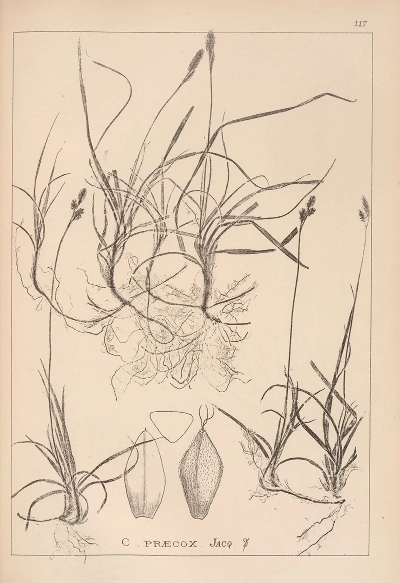 Herbier De La Flore Francaise Pl 1290 Wall Art by Louis Antoine Cusin - High-Resolution Digital Print