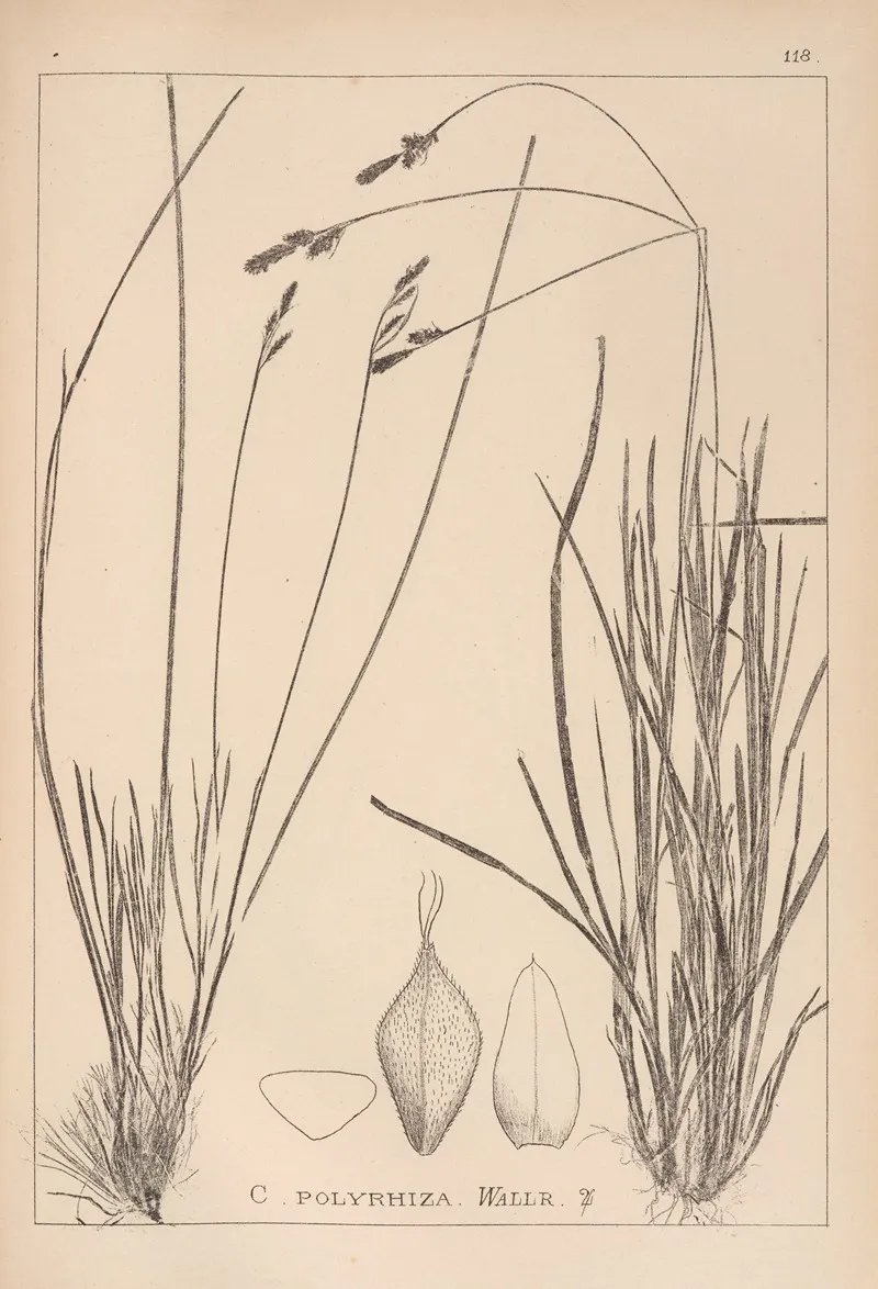 Herbier De La Flore Francaise Pl 1291 Wall Art by Louis Antoine Cusin - High-Resolution Digital Print