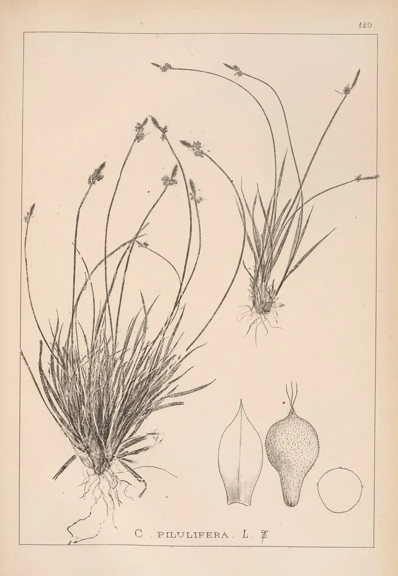 Herbier De La Flore Francaise Pl 1293 Wall Art by Louis Antoine Cusin - High-Resolution Digital Print