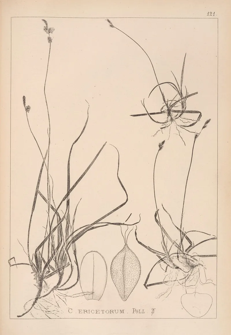 Herbier De La Flore Francaise Pl 1294 Wall Art by Louis Antoine Cusin - High-Resolution Digital Print
