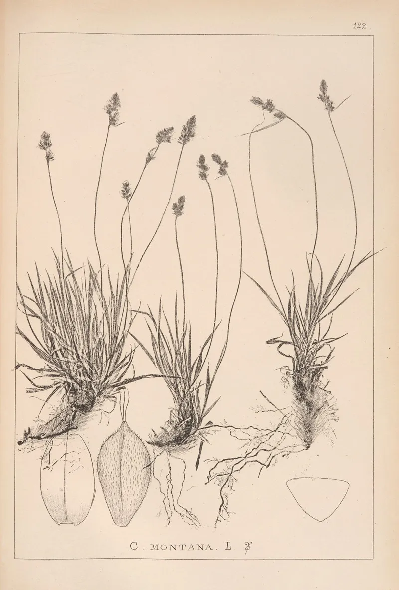 Herbier De La Flore Francaise Pl 1295 Wall Art by Louis Antoine Cusin - High-Resolution Digital Print