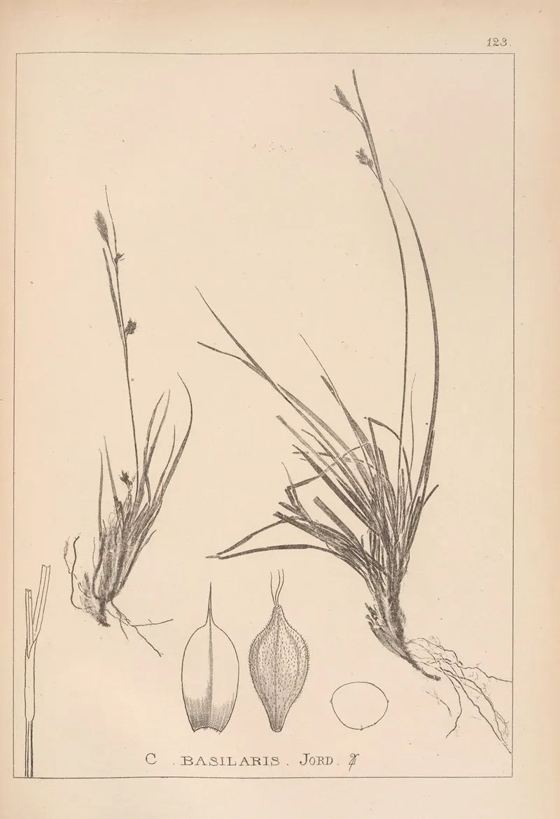 Herbier De La Flore Francaise Pl 1296 Wall Art by Louis Antoine Cusin - High-Resolution Digital Print