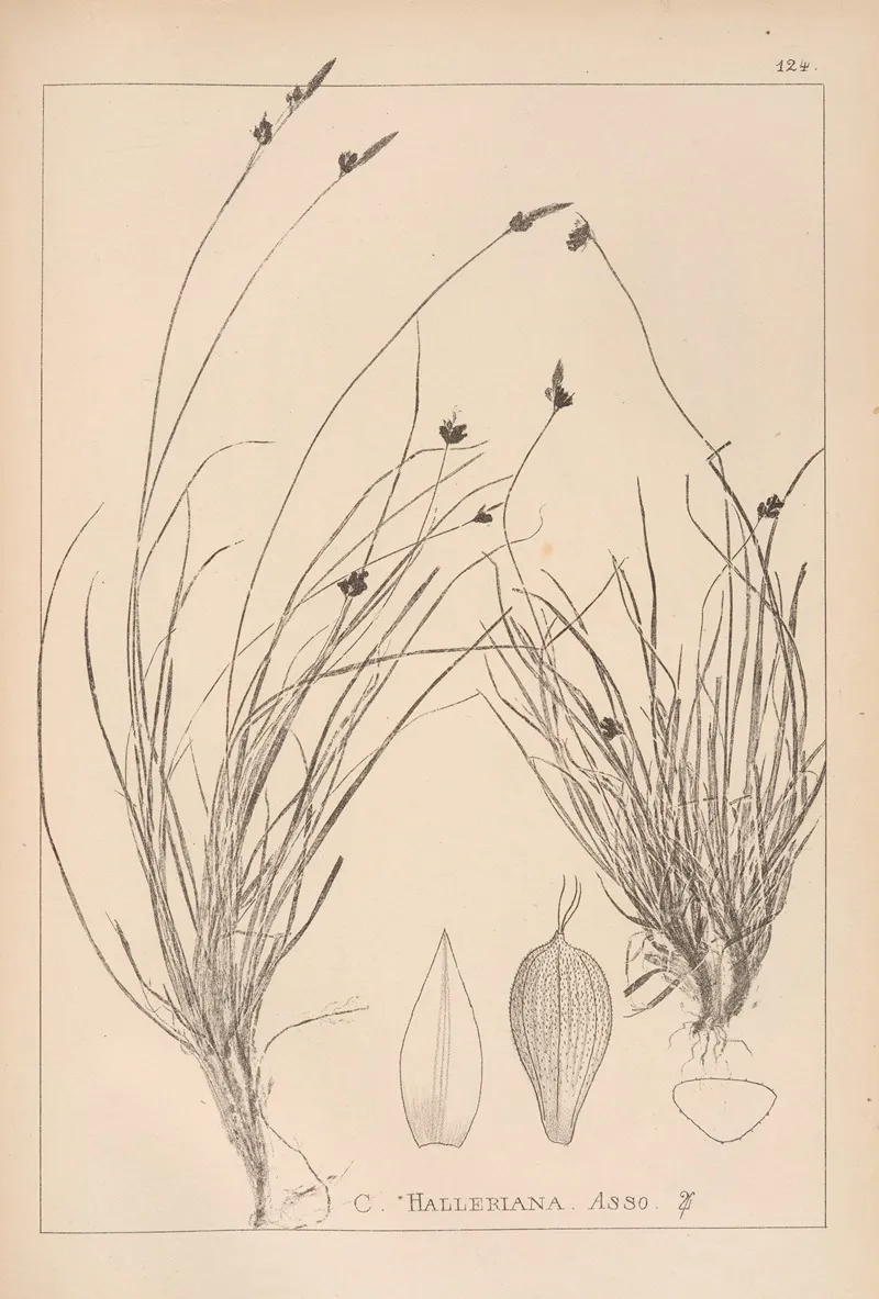 Herbier De La Flore Francaise Pl 1297 Wall Art by Louis Antoine Cusin - High-Resolution Digital Print
