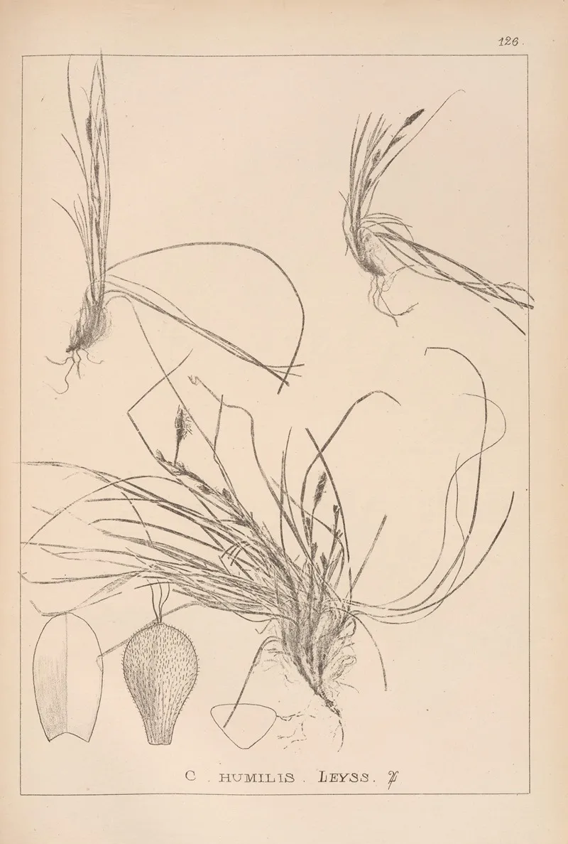 Herbier De La Flore Francaise Pl 1299 Wall Art by Louis Antoine Cusin - High-Resolution Digital Print