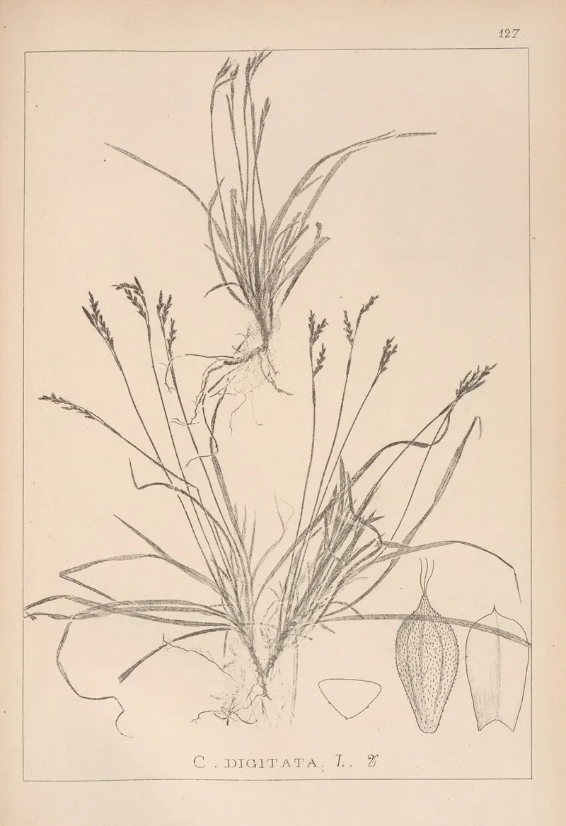 Herbier De La Flore Francaise Pl 1300 Wall Art by Louis Antoine Cusin - High-Resolution Digital Print