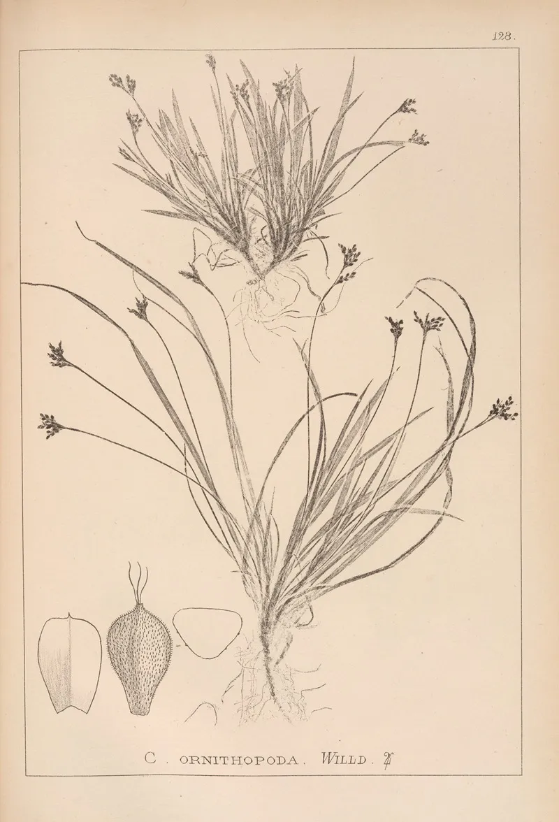 Herbier De La Flore Francaise Pl 1301 Wall Art by Louis Antoine Cusin - High-Resolution Digital Print