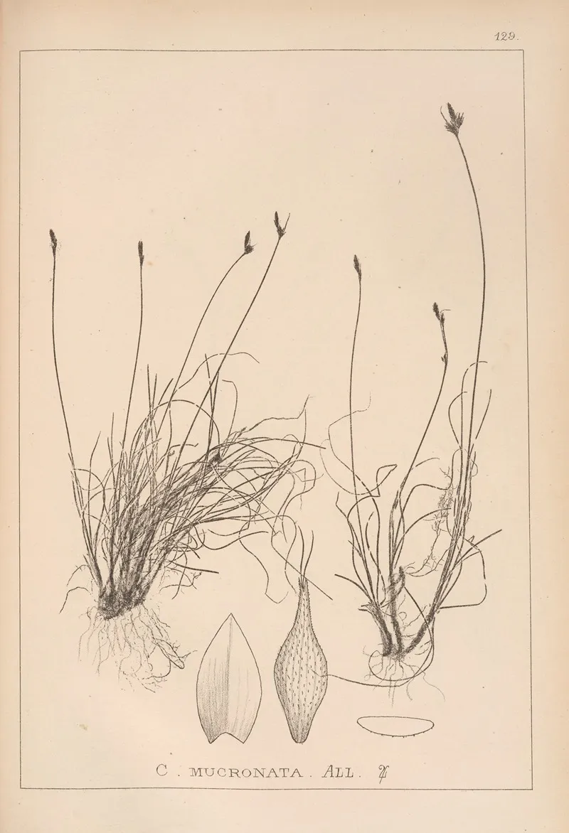 Herbier De La Flore Francaise Pl 1302 Wall Art by Louis Antoine Cusin - High-Resolution Digital Print