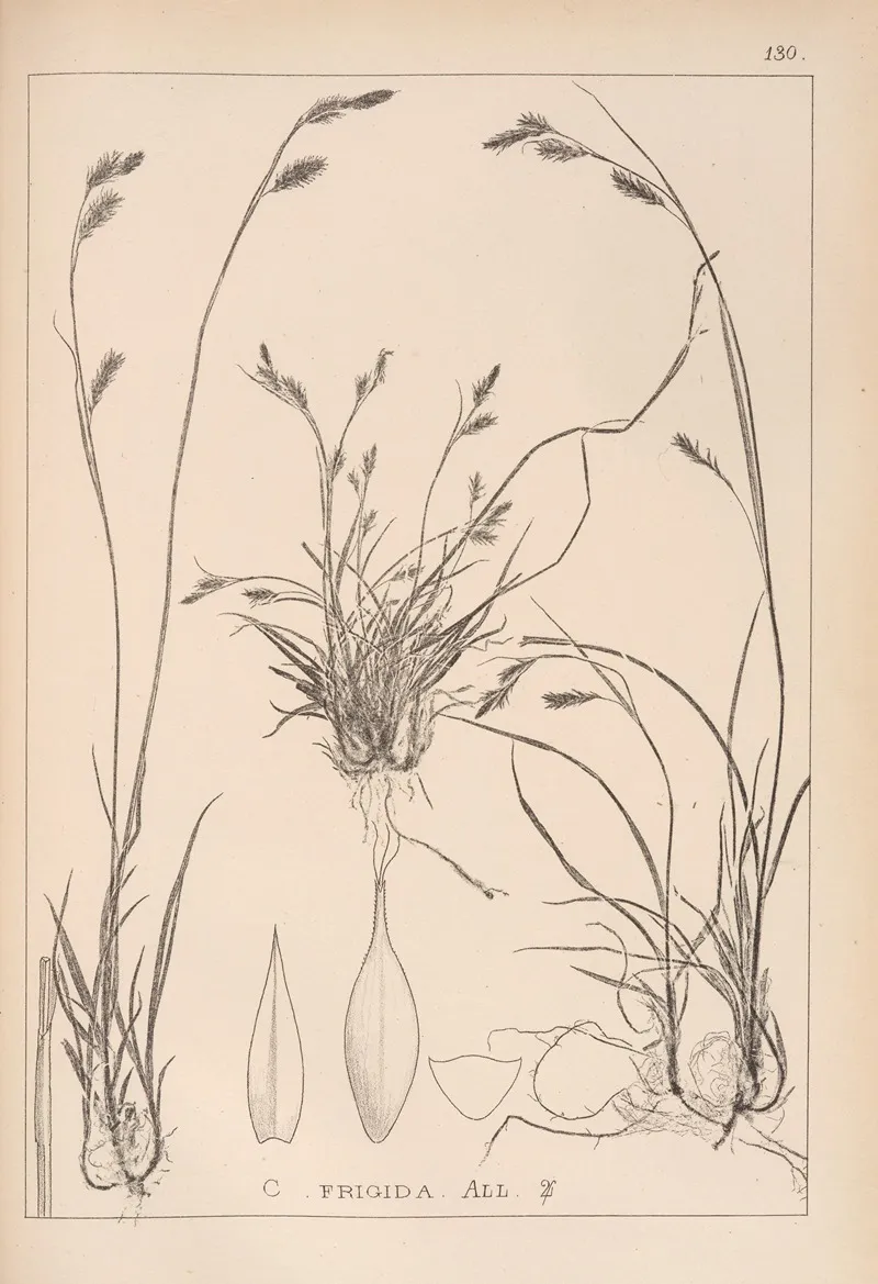 Herbier De La Flore Francaise Pl 1303 Wall Art by Louis Antoine Cusin - High-Resolution Digital Print