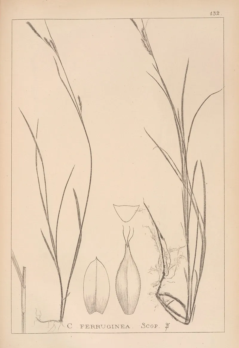 Herbier De La Flore Francaise Pl 1305 Wall Art by Louis Antoine Cusin - High-Resolution Digital Print