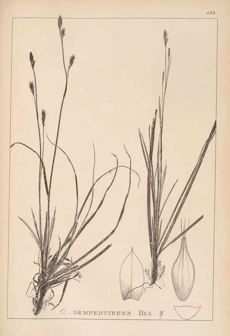 Herbier De La Flore Francaise Pl 1306 Wall Art by Louis Antoine Cusin - High-Resolution Digital Print