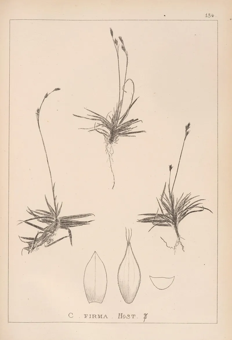Herbier De La Flore Francaise Pl 1307 Wall Art by Louis Antoine Cusin - High-Resolution Digital Print