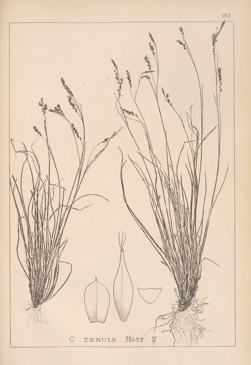 Herbier De La Flore Francaise Pl 1308 Wall Art by Louis Antoine Cusin - High-Resolution Digital Print