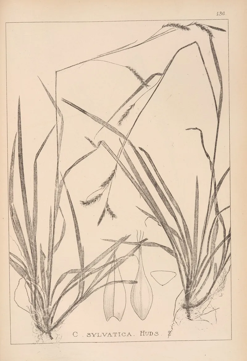 Herbier De La Flore Francaise Pl 1309 Wall Art by Louis Antoine Cusin - High-Resolution Digital Print