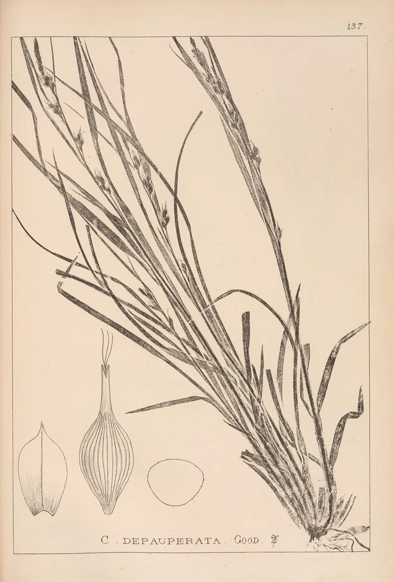 Herbier De La Flore Francaise Pl 1310 Wall Art by Louis Antoine Cusin - High-Resolution Digital Print