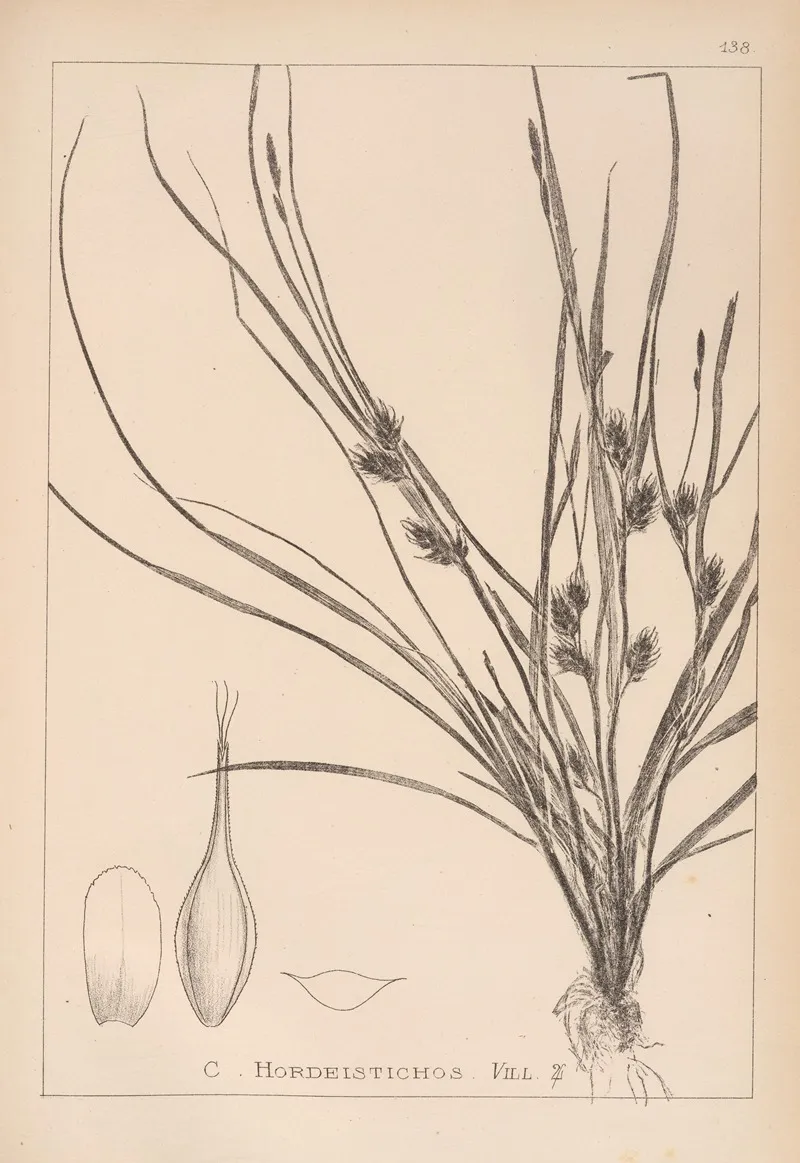 Herbier De La Flore Francaise Pl 1311 Wall Art by Louis Antoine Cusin - High-Resolution Digital Print