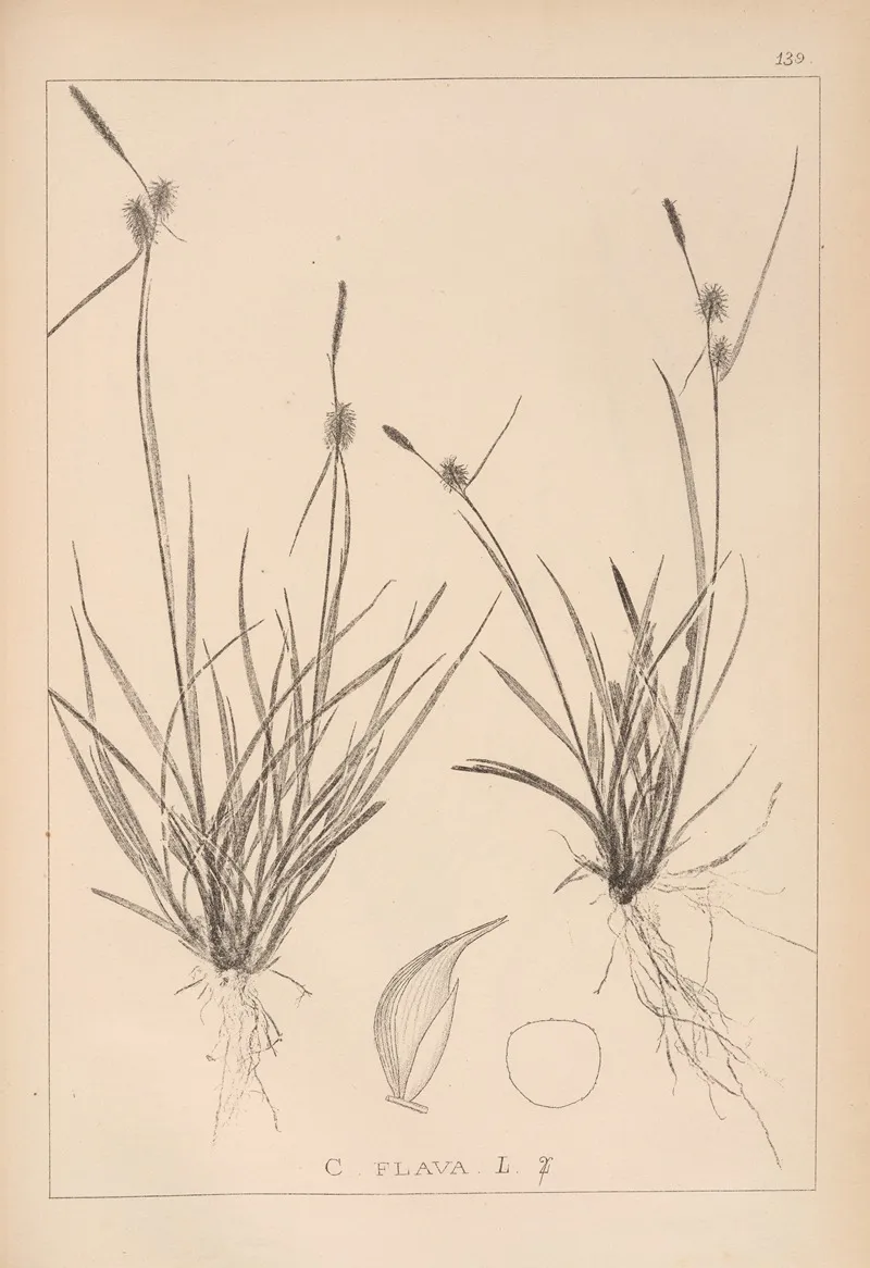 Herbier De La Flore Francaise Pl 1312 Wall Art by Louis Antoine Cusin - High-Resolution Digital Print