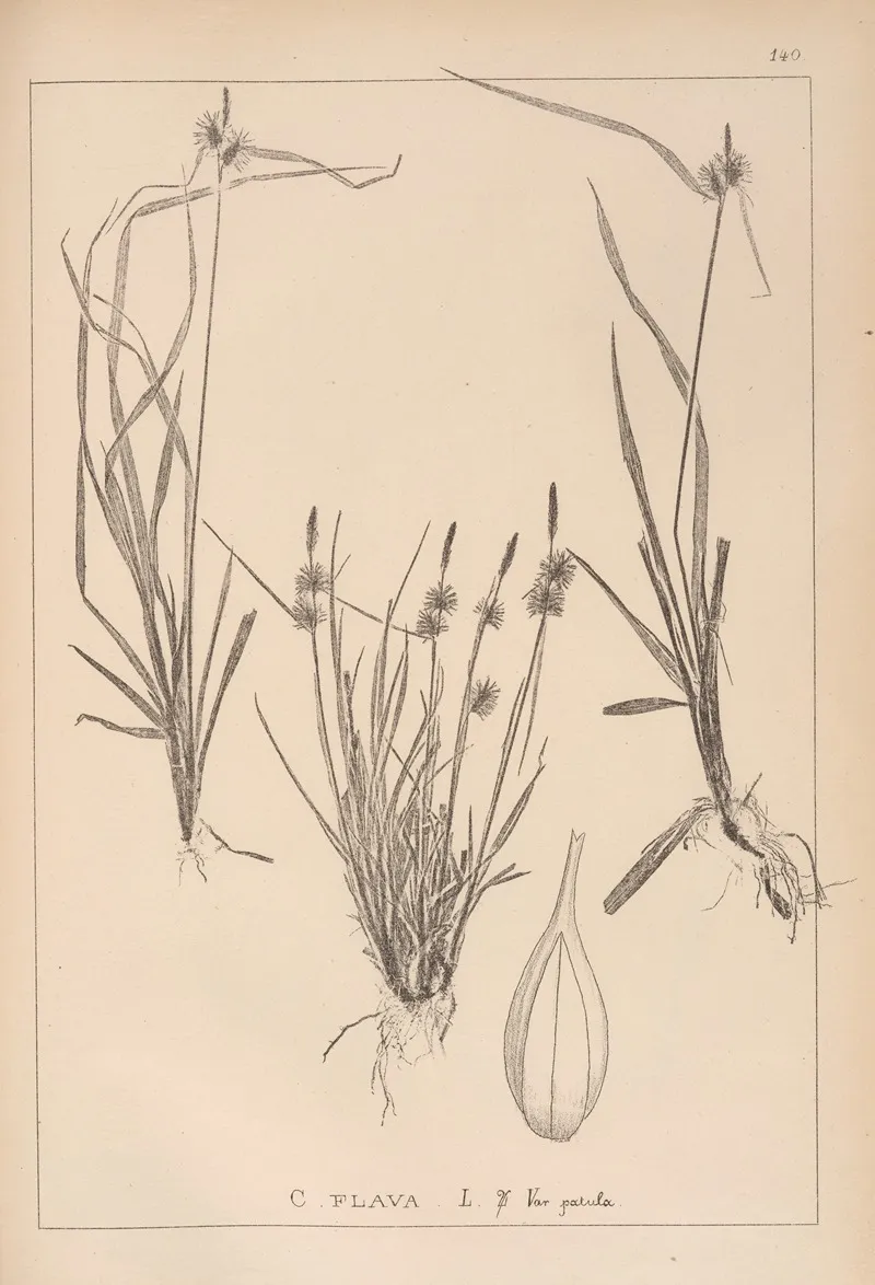 Herbier De La Flore Francaise Pl 1313 Wall Art by Louis Antoine Cusin - High-Resolution Digital Print