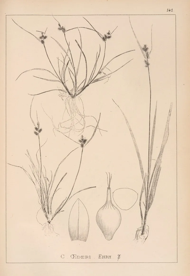 Herbier De La Flore Francaise Pl 1314 Wall Art by Louis Antoine Cusin - High-Resolution Digital Print