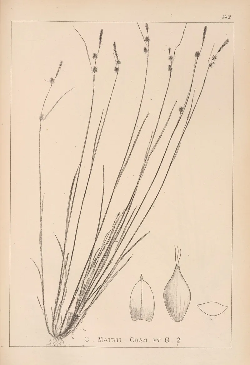 Herbier De La Flore Francaise Pl 1315 Wall Art by Louis Antoine Cusin - High-Resolution Digital Print