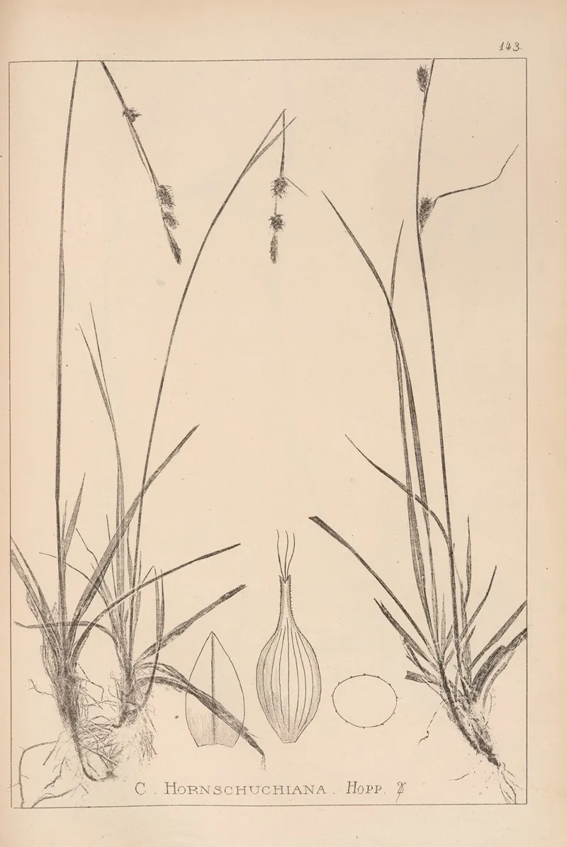 Herbier De La Flore Francaise Pl 1316 Wall Art by Louis Antoine Cusin - High-Resolution Digital Print