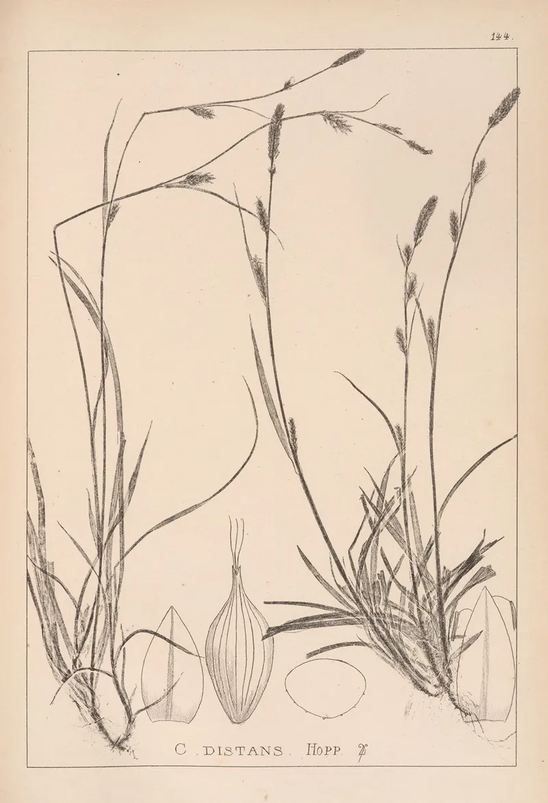 Herbier De La Flore Francaise Pl 1317 Wall Art by Louis Antoine Cusin - High-Resolution Digital Print