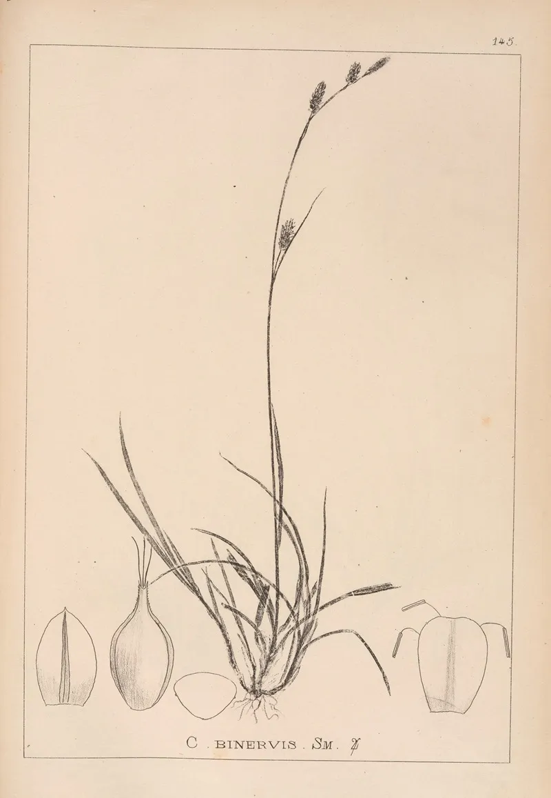 Herbier De La Flore Francaise Pl 1318 Wall Art by Louis Antoine Cusin - High-Resolution Digital Print