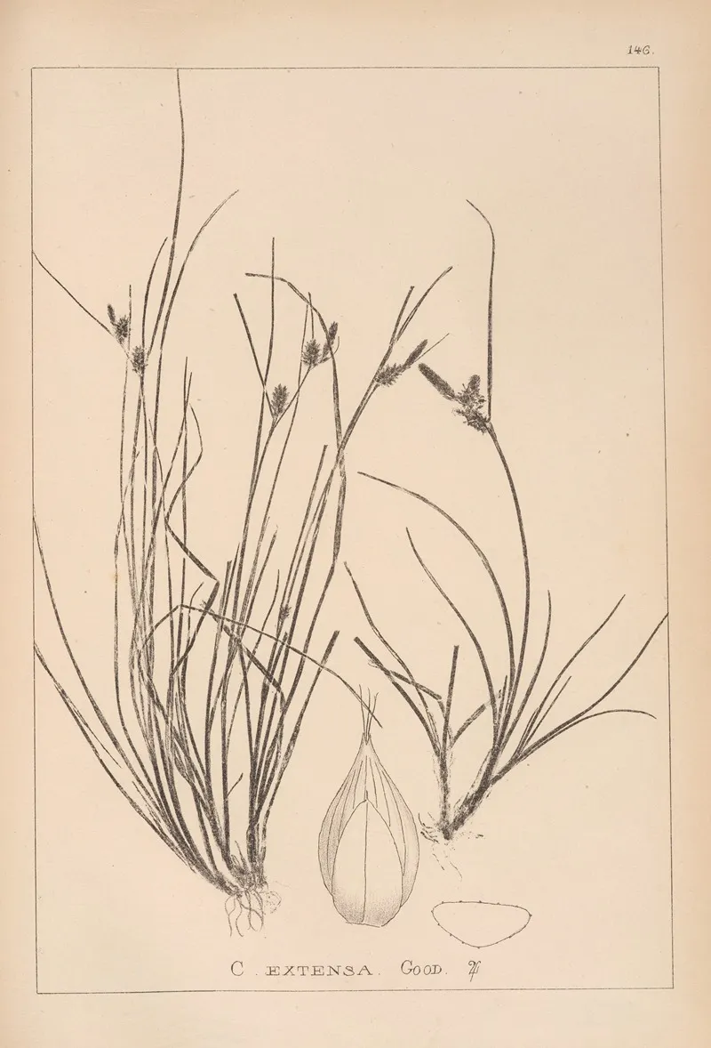 Herbier De La Flore Francaise Pl 1319 Wall Art by Louis Antoine Cusin - High-Resolution Digital Print