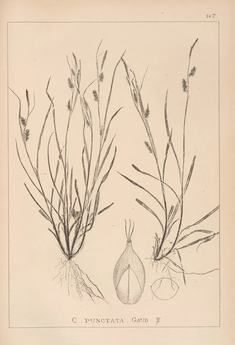 Herbier De La Flore Francaise Pl 1320 Wall Art by Louis Antoine Cusin - High-Resolution Digital Print