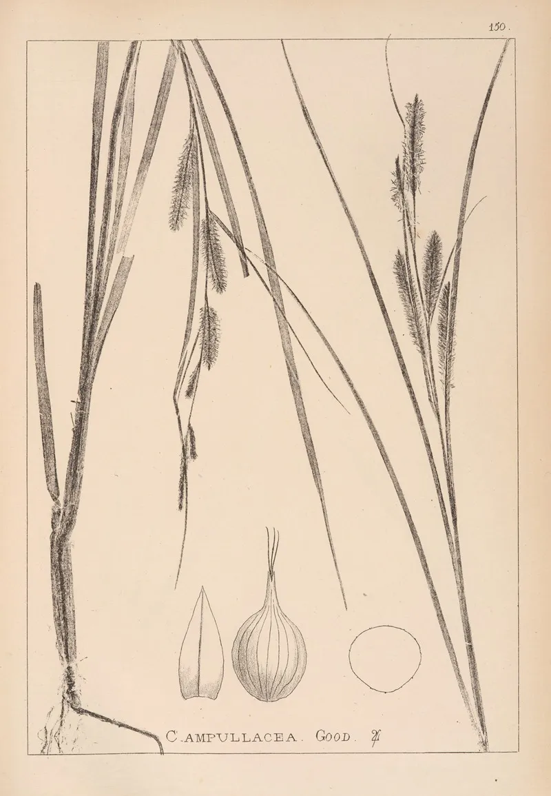Herbier De La Flore Francaise Pl 1323 Wall Art by Louis Antoine Cusin - High-Resolution Digital Print