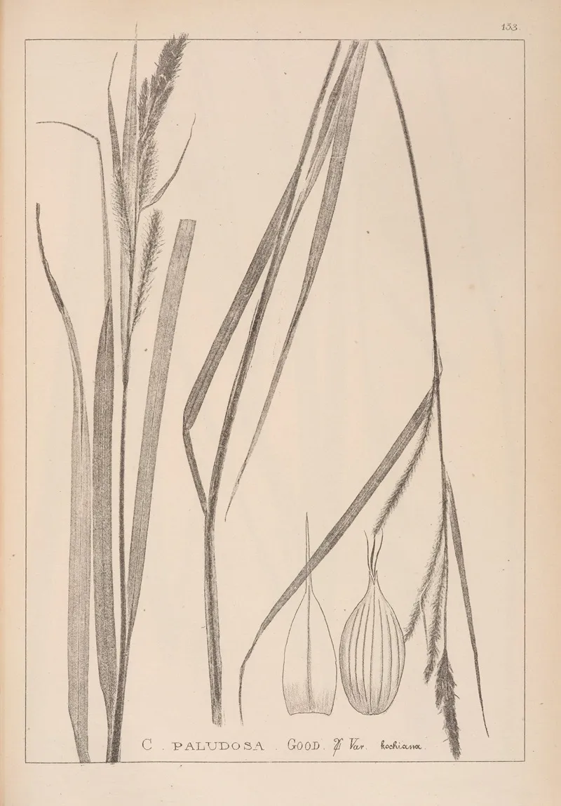 Herbier De La Flore Francaise Pl 1326 Wall Art by Louis Antoine Cusin - High-Resolution Digital Print