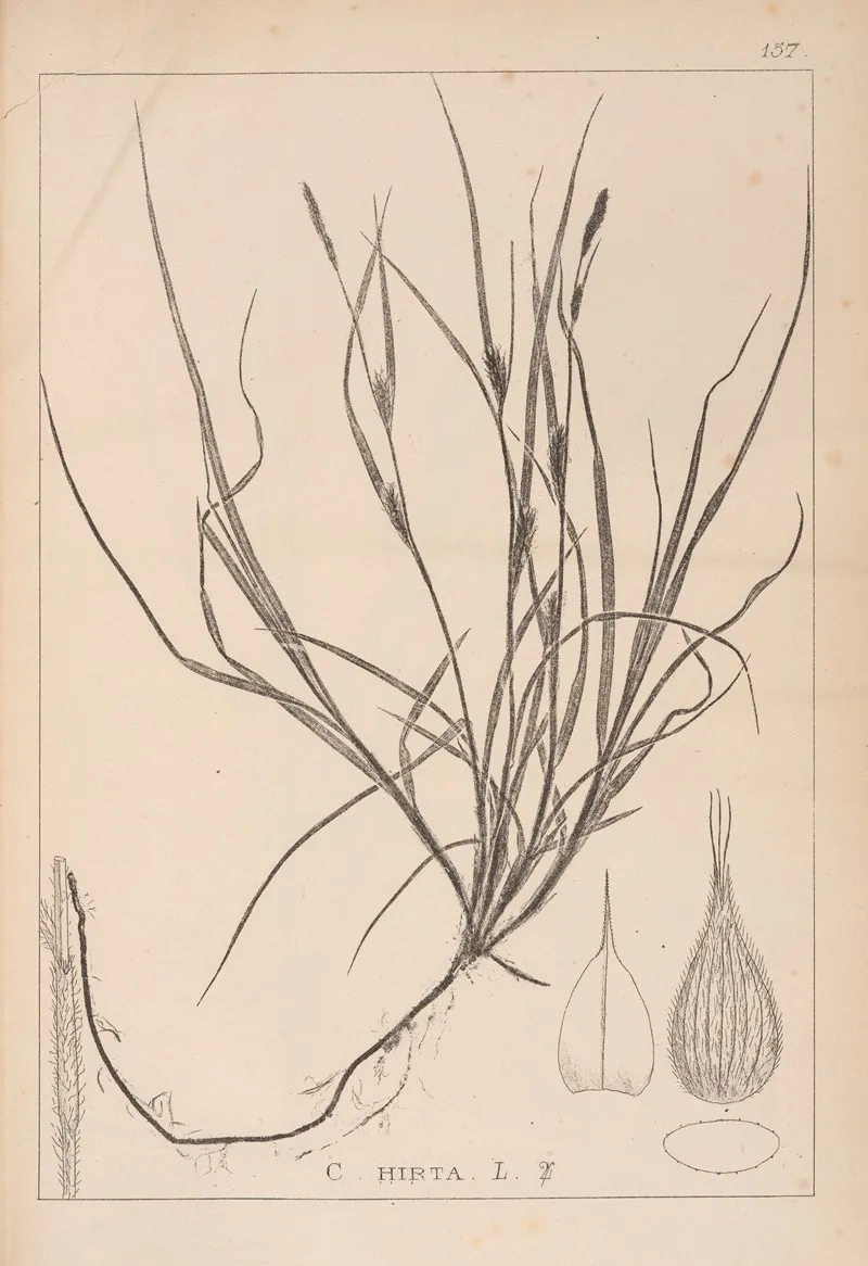 Herbier De La Flore Francaise Pl 1330 Wall Art by Louis Antoine Cusin - High-Resolution Digital Print
