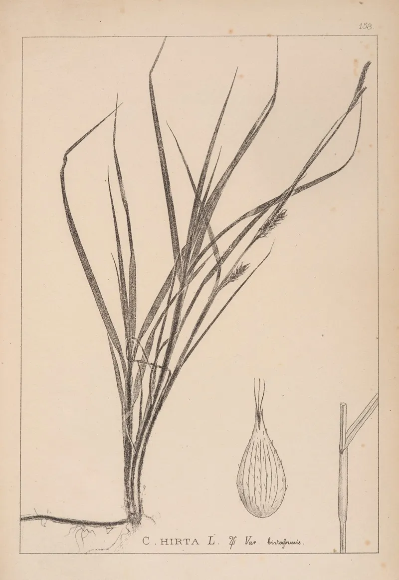 Herbier De La Flore Francaise Pl 1331 Wall Art by Louis Antoine Cusin - High-Resolution Digital Print