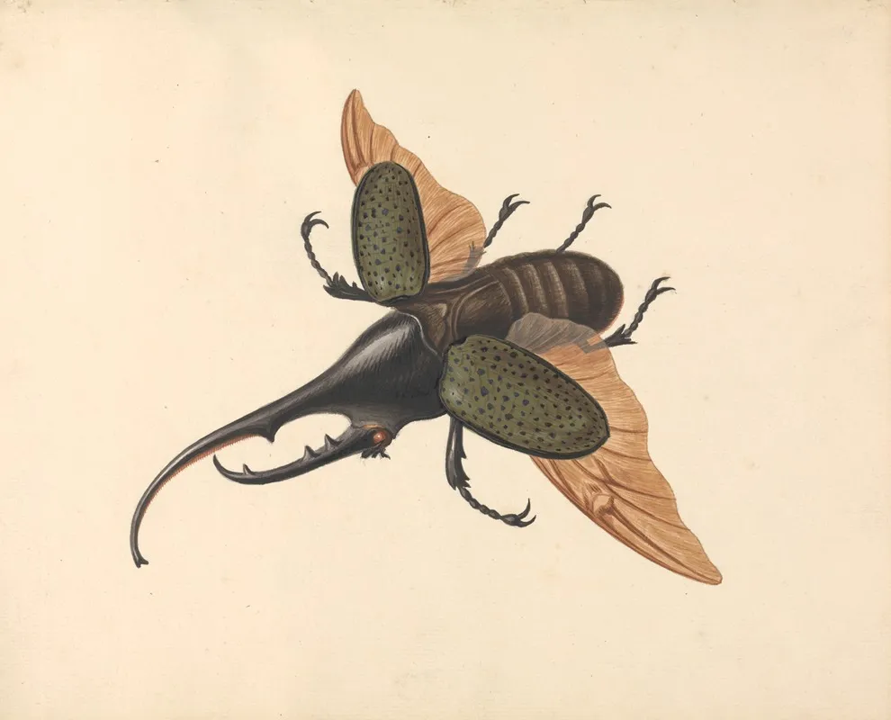 Hercules Beetle Wall Art by George Edwards - High-Resolution Digital Print