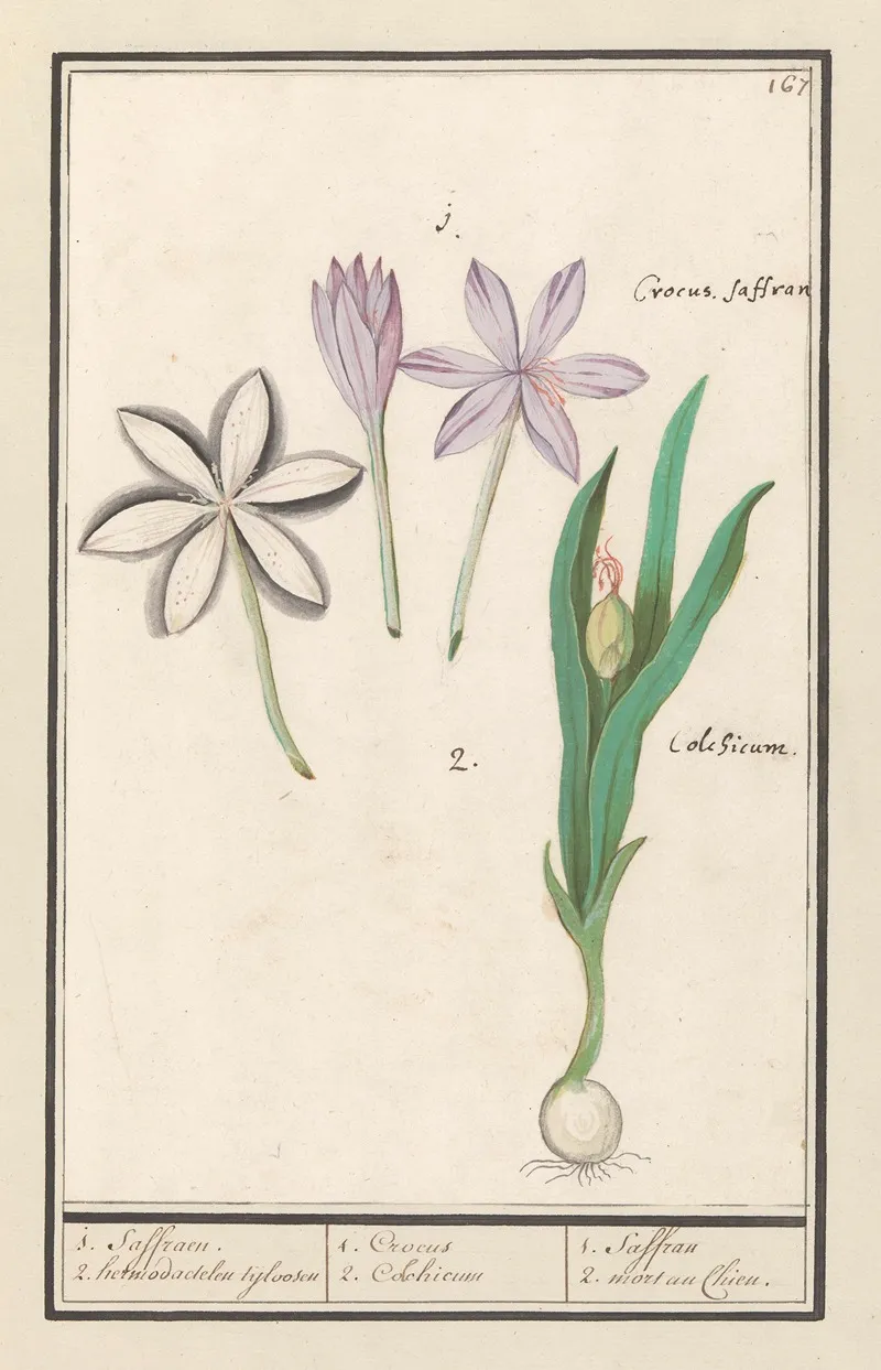 Herfsttijloos Colchicum Autumnale 1 Saffraen 2 Hermodactelen Tijloosen Wall Art by Anselmus Boëtius de Boodt - High-Resolution Digital Print