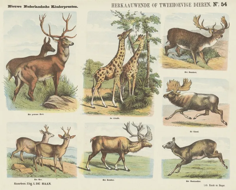 Herkaauwende Of Tweehoevige Dieren