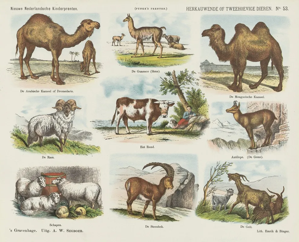 Herkauwende Of Tweehoevige Dieren