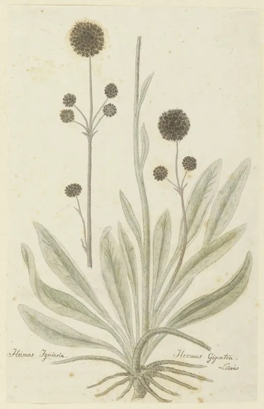 Hermas Igniaria Of Hermas Gigantea Tontelblaar Wall Art by Robert Jacob Gordon - High-Resolution Digital Print